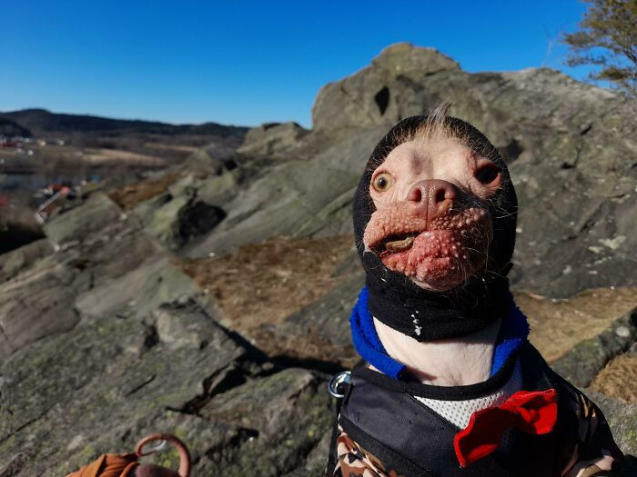 7. According to the owner, they find it hard to capture this doggo's beauty.