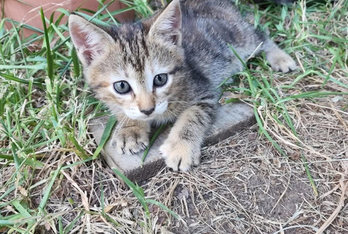Three female kittens snuggle after baths and vet visits in a new home.