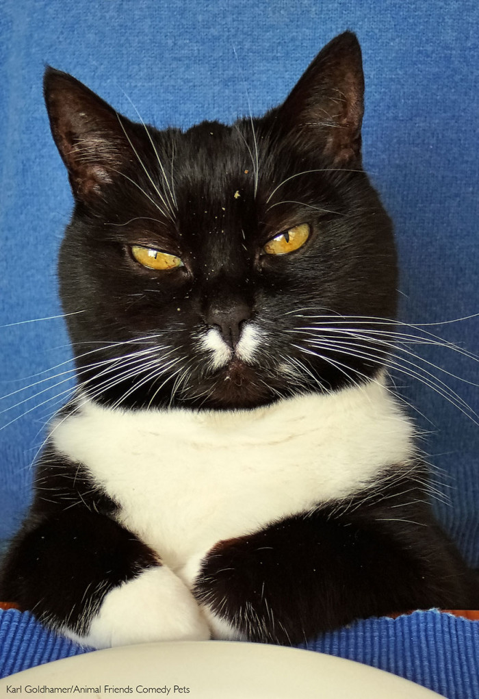 14. "I'm Not Full Yet!" by Karl Goldhamer