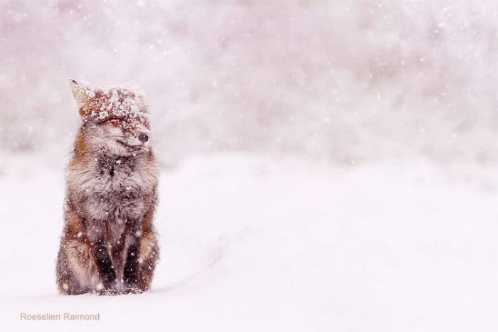 Just look at how peacefully the fox is enduring the storm