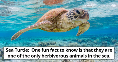 5 Animals That Live In The Coral Reef That Are Just Truly Breathtaking