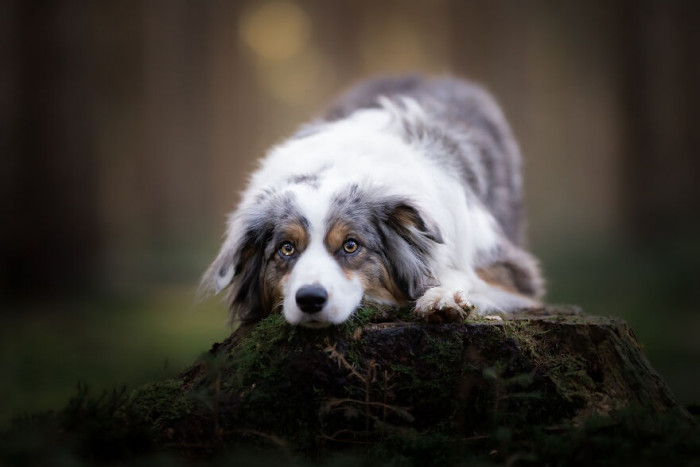 3. Is it just me, or does this dog look too sad?