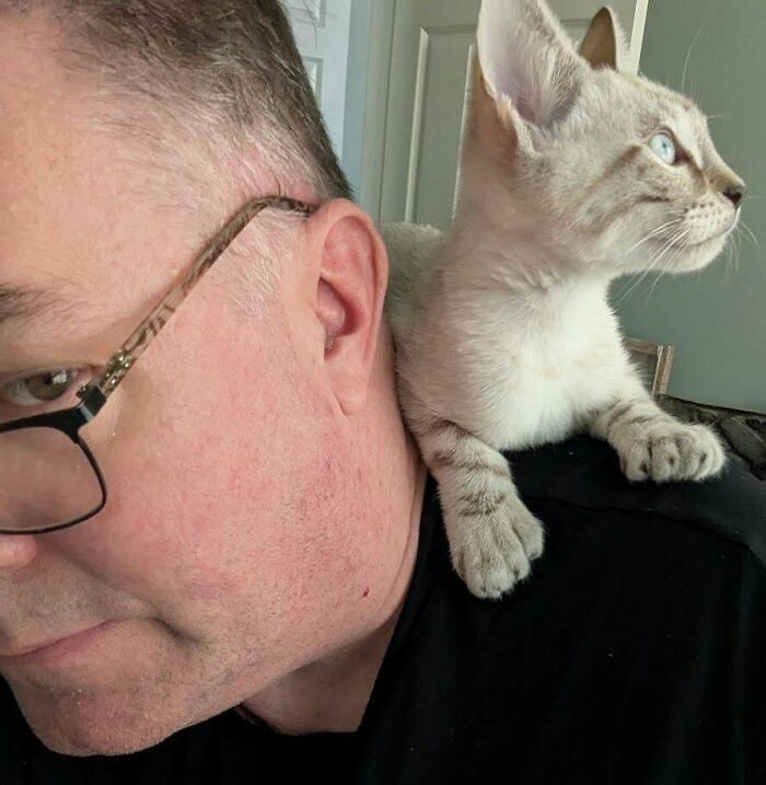 "The Kids Picked Out A New Cat, Whom I Did Not Particularly Want, And Now He Lives On My Shoulders, Which Are Raw From Kitten Claws"