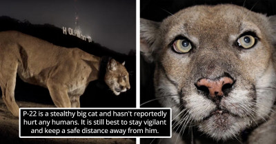 Former New York Resident Encounters Hollywood's Famed Mountain Lion P-22