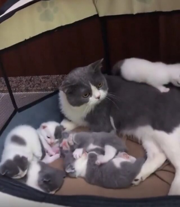Taking care of all her kittens is not as easy as she thought.