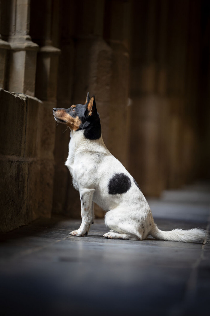 6. The ultimate watchdog