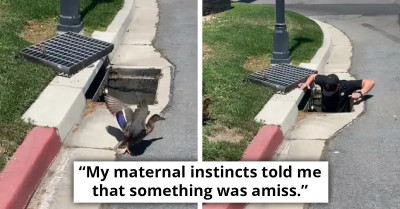 TikToker Saves Ducklings Trapped In A Storm Drain And Reunites Them With Distressed Mama Duck