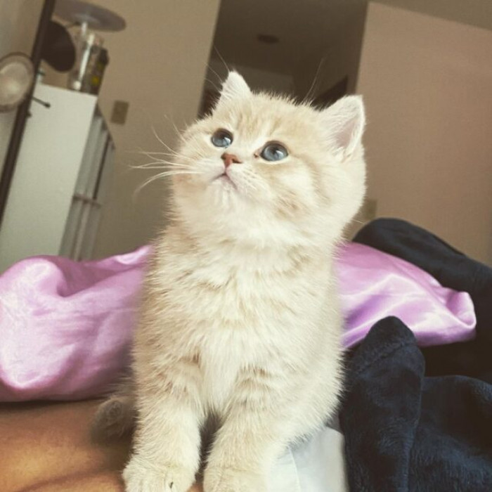 Egg, a young British Shorthair, is the most charming little furball who already has his pawrents wrapped around his little paw