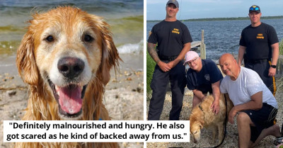 Family Thought They’d Lost Dog, Only For Him To Be Found 16 Days Later, Swimming Along The Shorelines