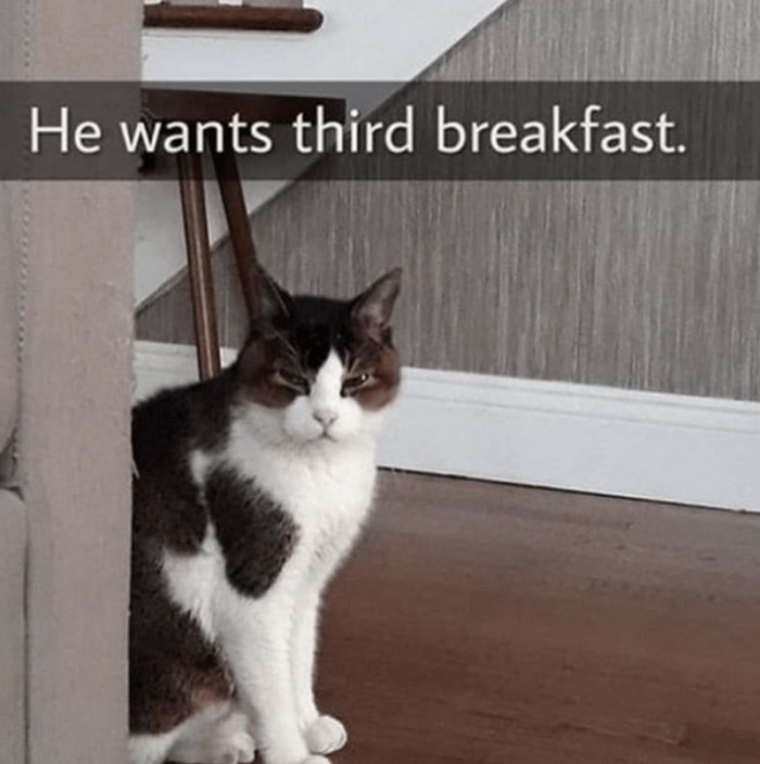 8. Just two breakfasts, you skimpy human?