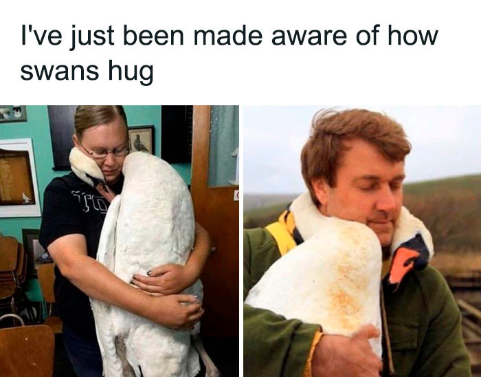 19. Swans can hug