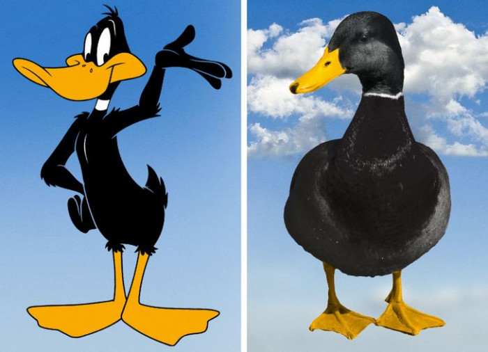 1.If you have ever wondered how Daffy Duck would look like in real life, he would probably just look like this: