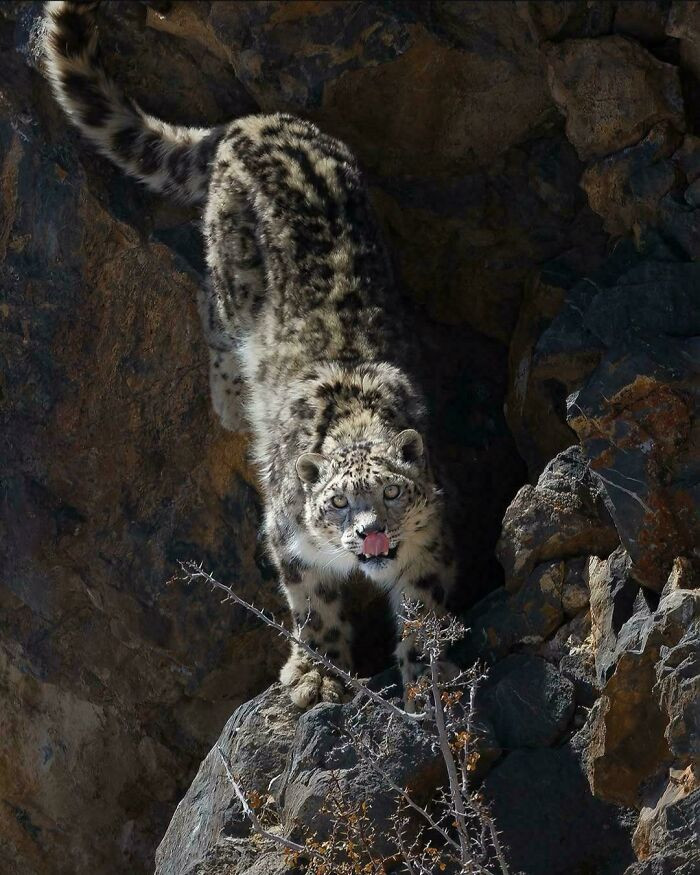 Snow leopards are most active at dawn and dusk and can hunt prey three to four times heavier than themselves.