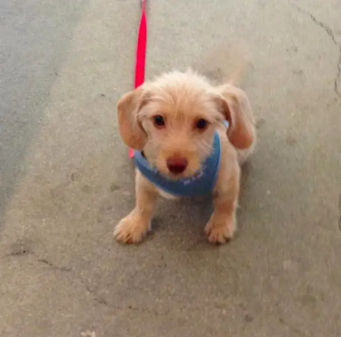 17. Aren't dogs the most loyal friends? Yes, they are