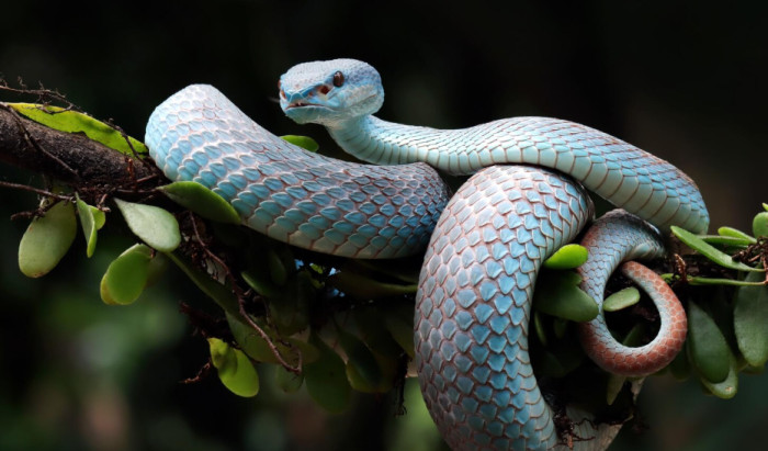 Snake Facts About Senses and Anatomy