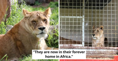 Circus Lions Finally Get Freedom After Being Kept In Cages All Their Life