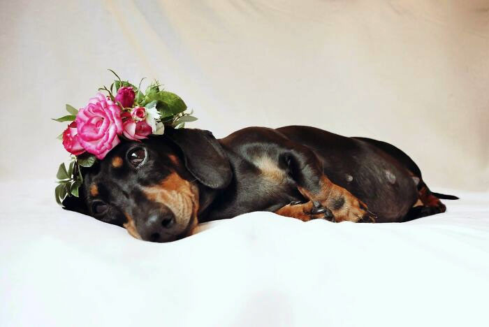 "Somebody Did A Maternity Shoot For Their Dachshund"
