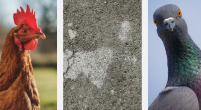 Do Birds Pee? Why Bird Droppings Look Different