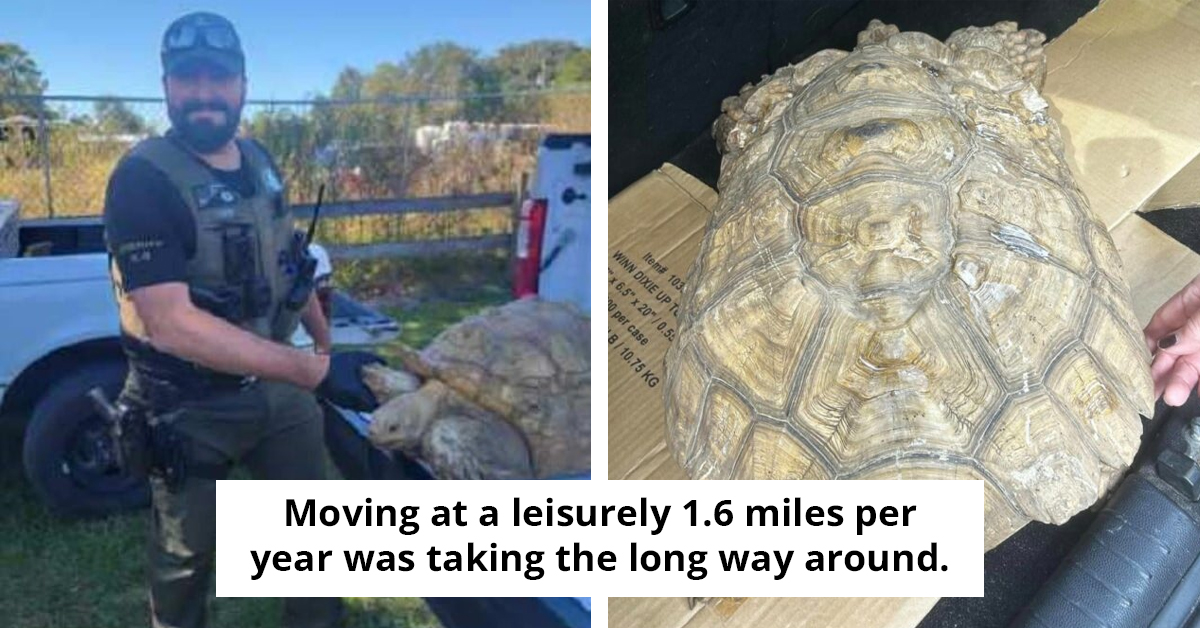 The Great Escape —Turtle Found 5 Miles Away From Home After Going Missing For 3 Years