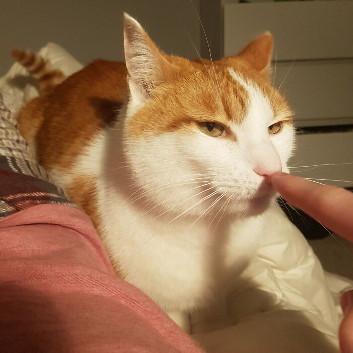 30. Every now and then, he engages in a peculiar ritual: he meows persistently until a finger is inserted into his nostril, after which he embarks on a symphony of loud purring.