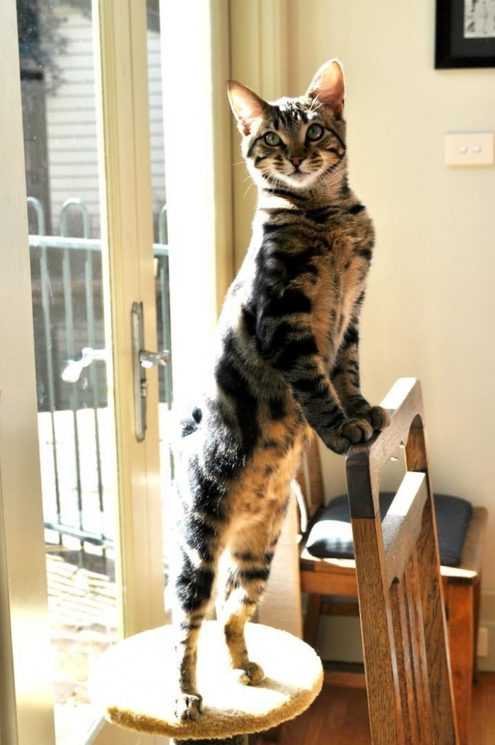 18. Standing tall and waiting for my meal