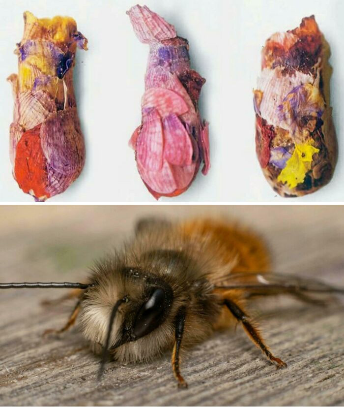 Osmia avosetta is a solitary bee that builds bright, capsule-like nests from flower petals, nectar, and mud, creating colorful homes for its eggs.
