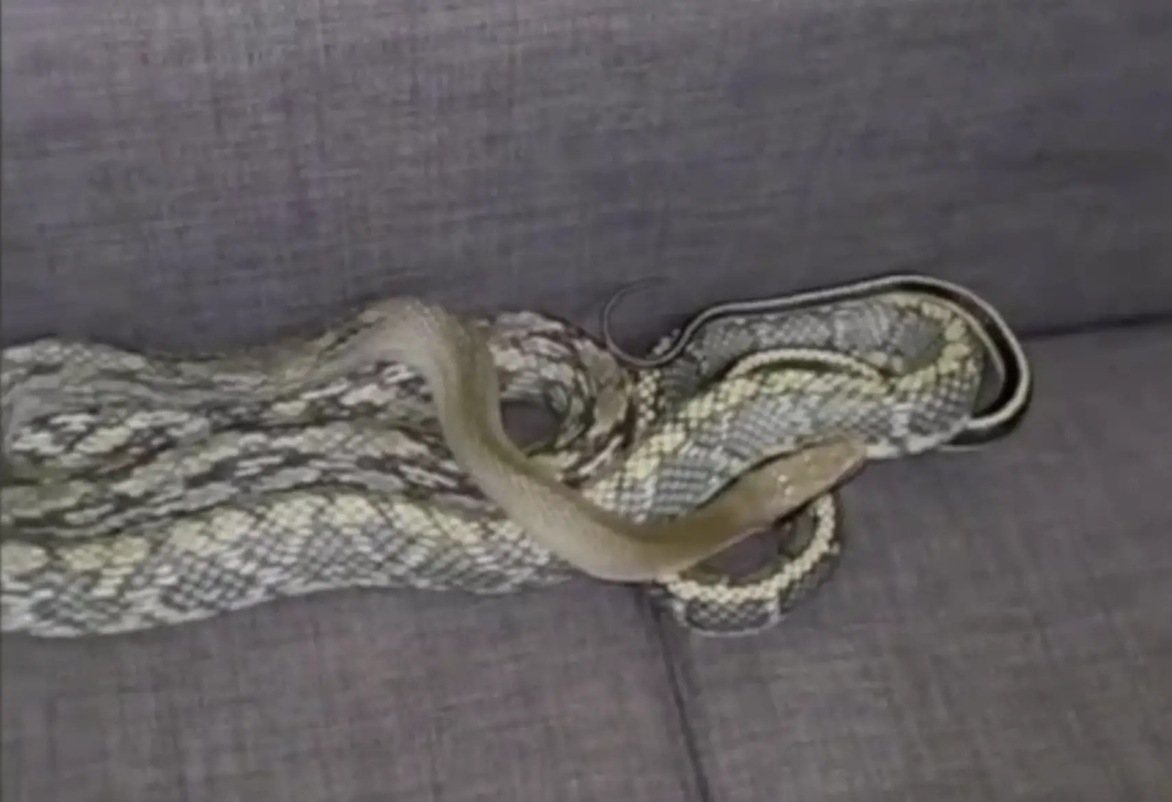 After taking a good look, it turned out the snake was a Vietnamese blue beauty rat snake, usually found in Asia, but surprisingly, it's legal to have one of these as a pet in California.