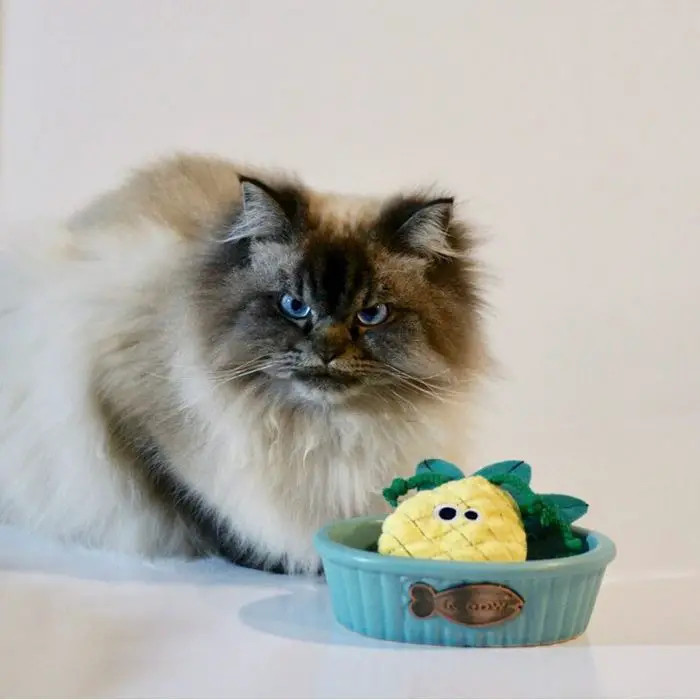 What is this, and what am I supposed to use it for, huh?