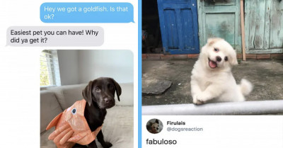 15 Dog Posts Deserving of Spots in the Doggie Hall of Fame