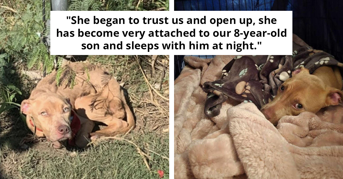 Heartless Owner Tied Puppy To Pole And Left Her To Die But Her Fate Turned And Good People Saved Her