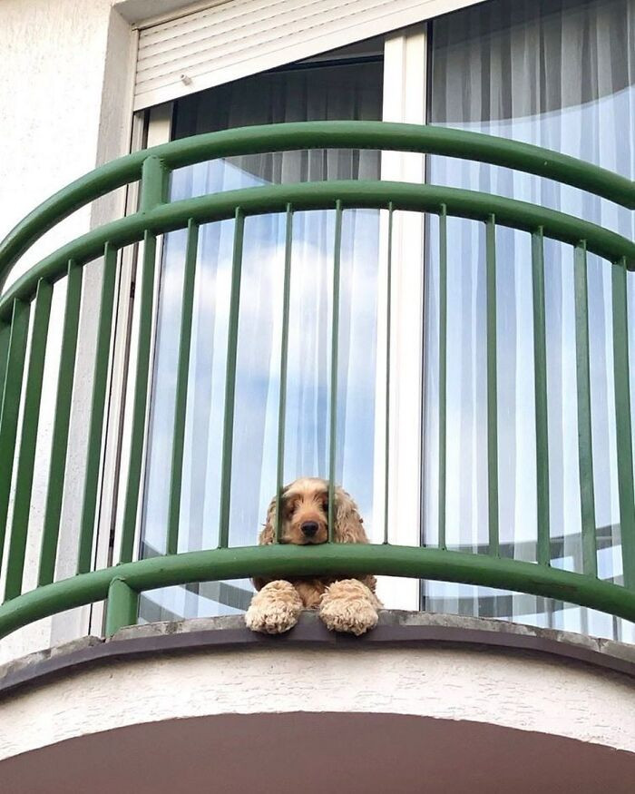 13. The bars can’t stop this pup from supervising the street