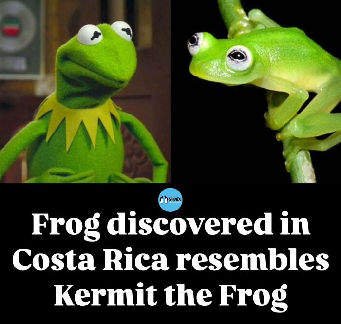 42. Kermit has officially gone cryptid and is thriving in Costa Rica.