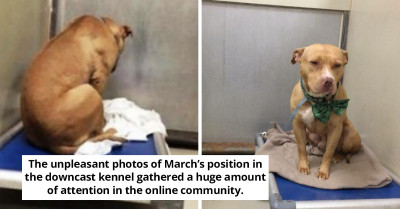 Viral Dog Photo Shows Him Sadly Staring At The Wall All Day Without Talking To Anyone Until Luck Smiled On Him