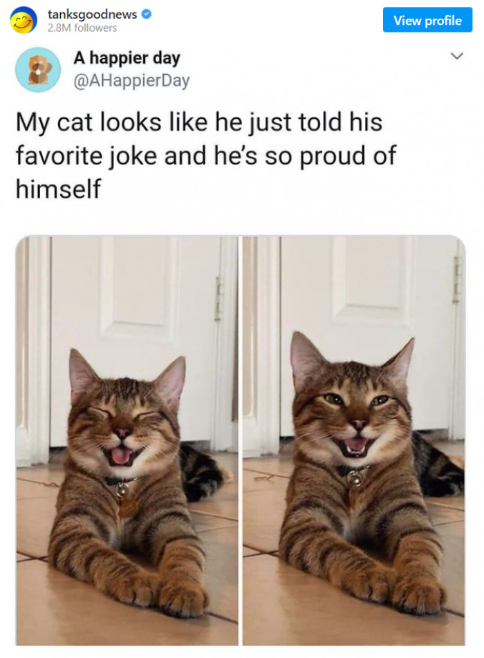 6. Look at how expressive this cat's face is!