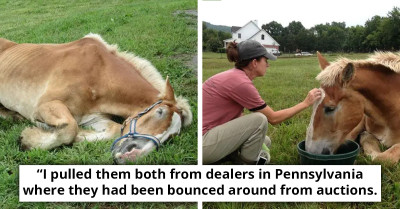 Woman Saves Elderly, Intentionally Starved Horse Barely Able to Stand, and It Creates a Wonderful Bond with Another Horse
