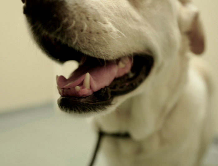 Dogs don't have the teeth necessary for chewing gum.