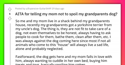 Redditor Furious Because Grandparents' Puppy Goes After Their Old Cats And Her Mom Thinks It Is Hilarious