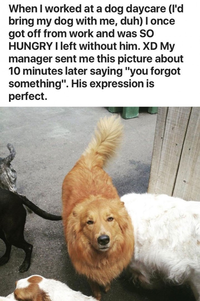 13. When I forgot my dog at daycare