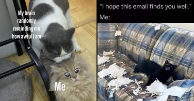 15 Adorable Cat Memes That Won’t Fail to Lift Your Mood