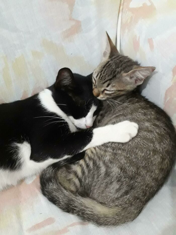 10. "My cat adopted this kitten; she dragged him by the neck into the house."
