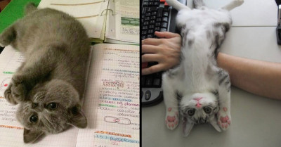 20 Cats Who Have Zero Idea What Personal Space Means