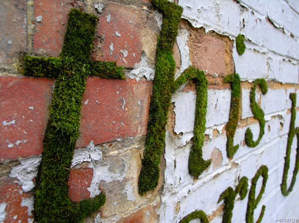 2. Moss on the brick interior