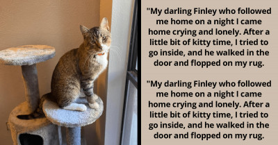 15 Wholesome Stories Of Cats Adopting Their Humans