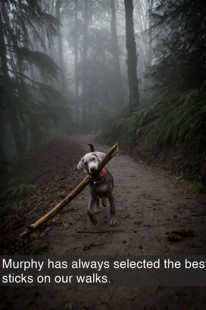 Cozy dog wearing a blanket, looking like a sophisticated sorority girl