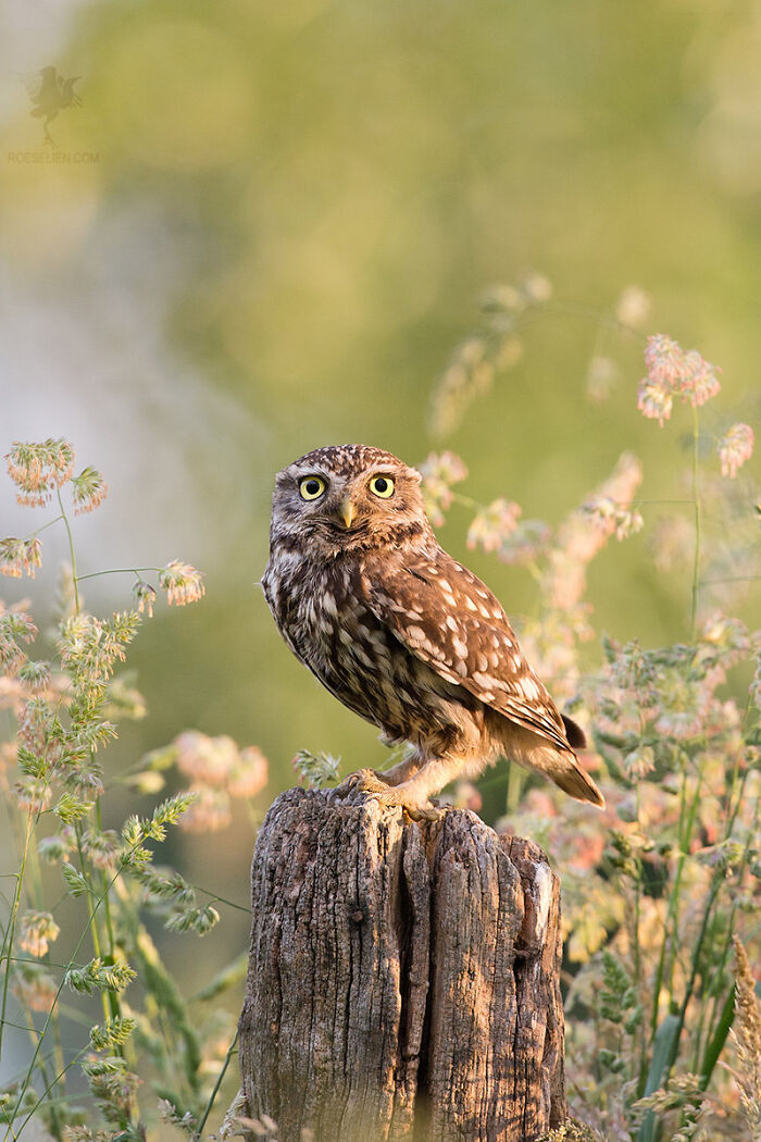 14. Little Owl, Big Eyes