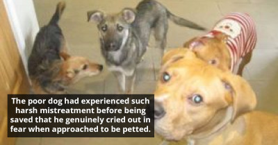 Formerly Fearful Dog Now Enjoys Affectionate Caresses