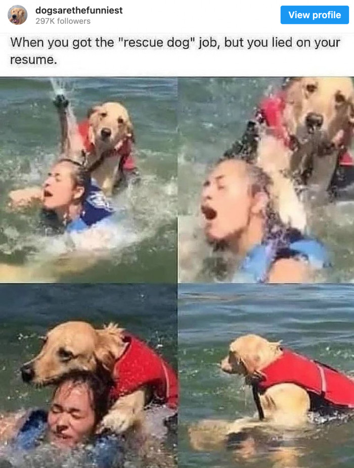 6. This doggo may have a lot to learn, but we need to raise a glass for his new job anyway.