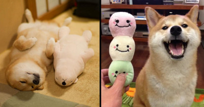 Here Are 18 Reasons Why Shiba Inus Are Probably the Best Dog Breed Ever