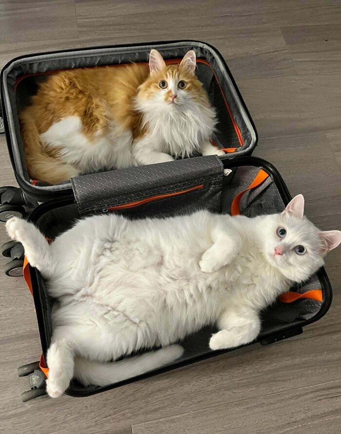 "Is The Suitcase Too Small"