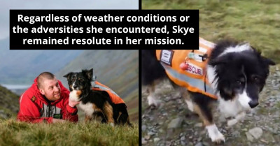 Brave Rescue Dog Receives Order Of Merit For Rescuing More Than 200 People In Her 11 Years Of Service